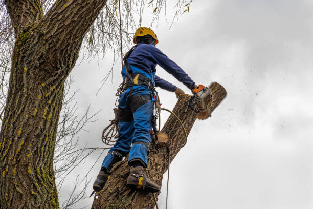  , USA Tree Care Services Pros